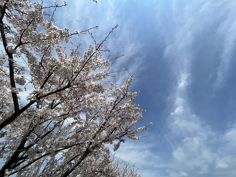sakura - コピー.jpg
